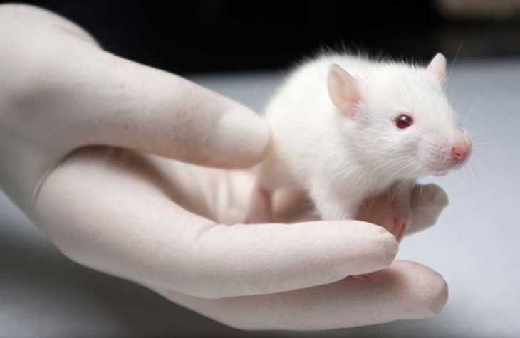 Los proyectos que usan animales para fines científicos reciben un ‘premio’ del gobierno que les prorroga tres meses sus macabros ensayos