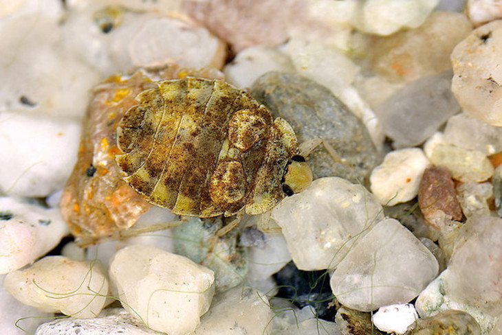 Cataluña sucumbe a una chinche de agua de los ríos europeos