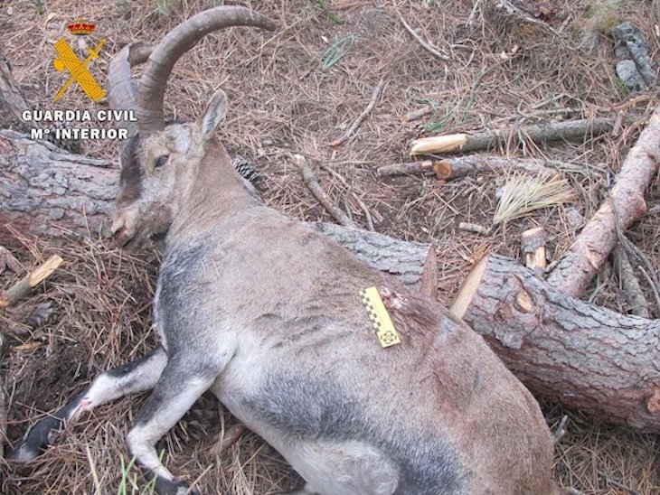 Dos delincuentes ‘pillados’ por cazar un macho montés en la Reserva de Gredos en Ávila