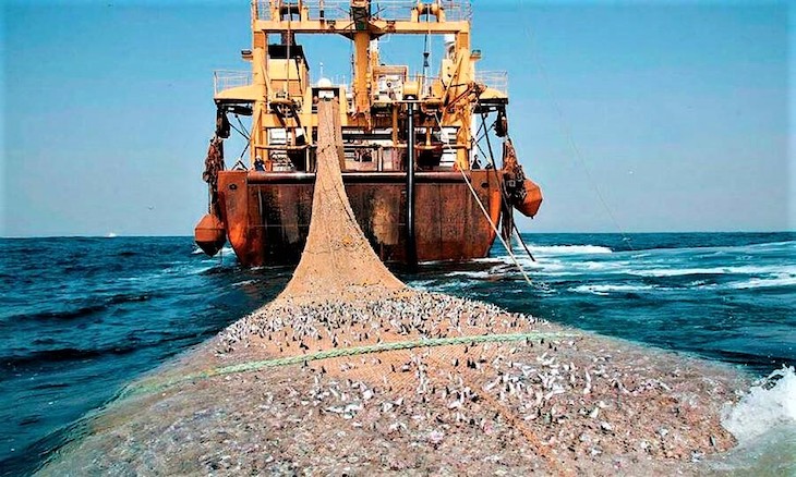 La pesca de arrastre es ‘demoledora’ en áreas protegidas de Europa