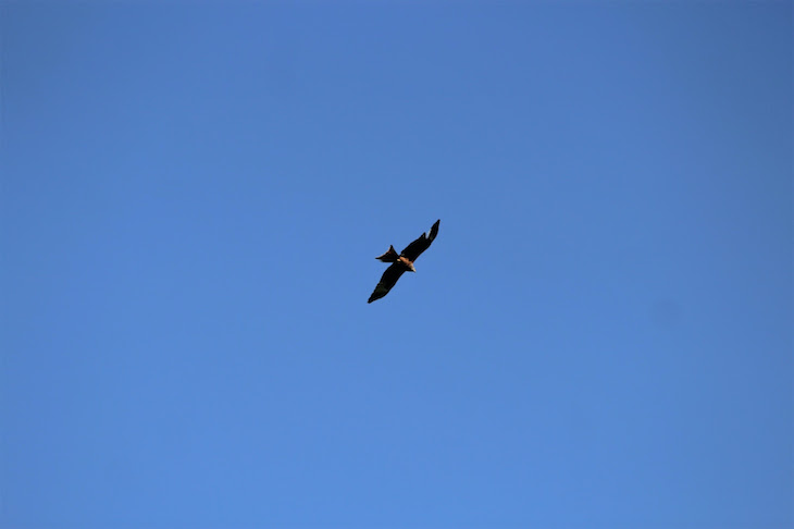 Siguiendo con emisores GPS al milano negro