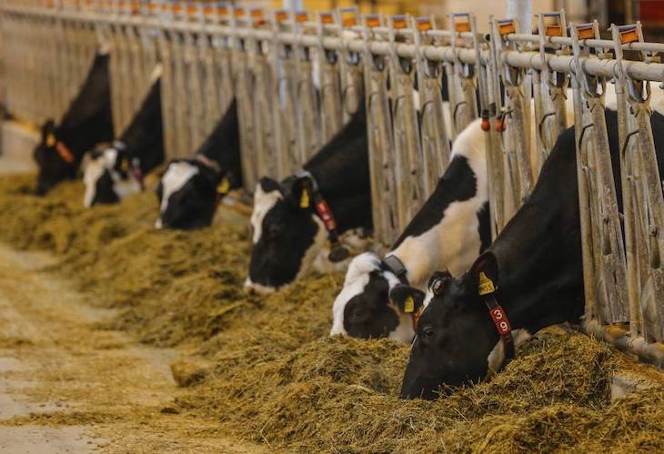 Pedro Sánchez ‘mete la pata hasta el chuletón’