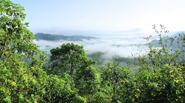 ProVeg apoya ‘sin reservas’ el ‘Decenio de las Naciones Unidas para la Restauración de los Ecosistemas’
