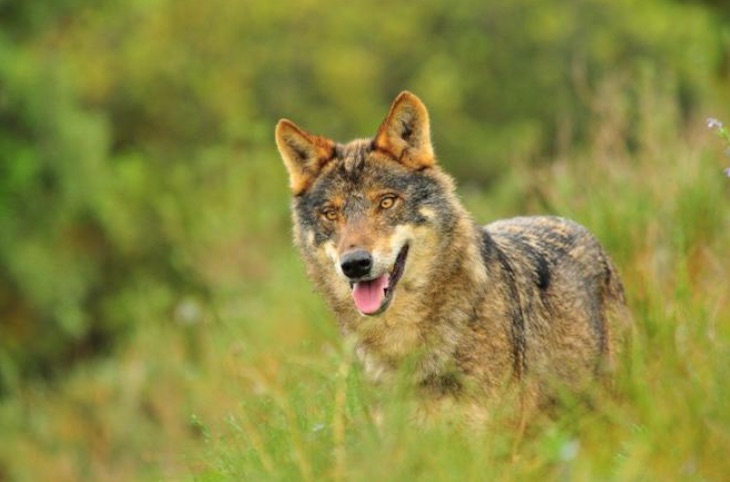 Toda la ‘planificación’ de España respecto a los lobos en España