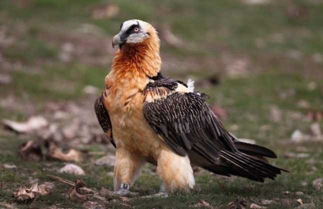 La tremenda importancia de la Red Natura 2000 al permitir la preservación del águila imperial o el quebrantahuesos en España