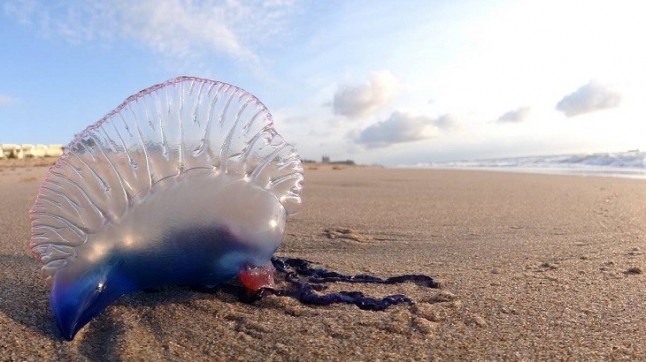 La Carabela Portuguesa aterriza en todas las playas de Altea