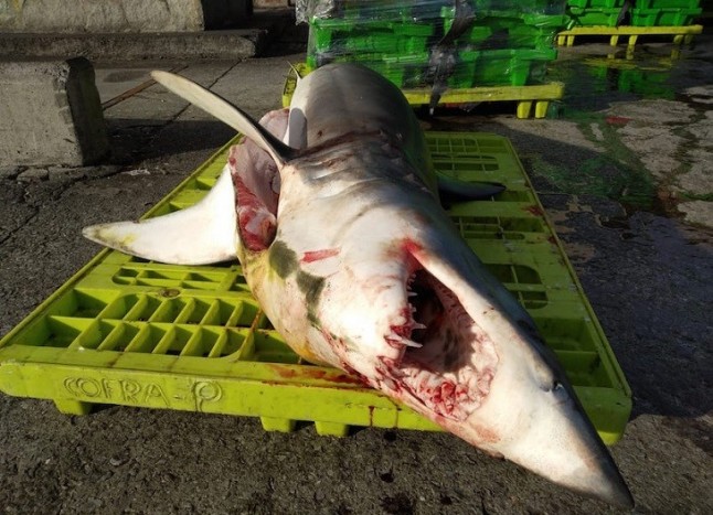 Investigan a cuatro delincuentes por pesca ilegal de tiburones protegidos en Ondarroa