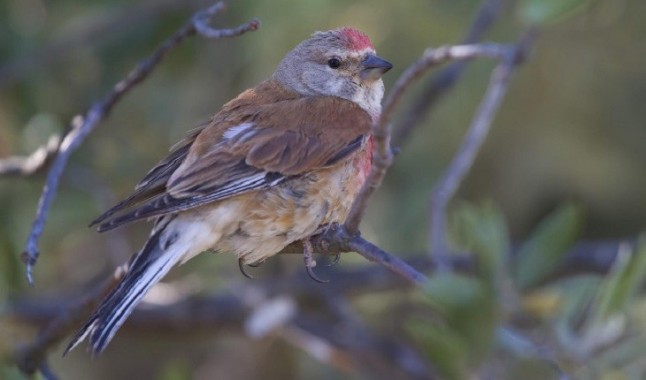 Pronto tendremos mini-mamíferos y mini-aves