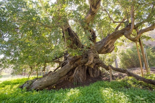 Tiene muchos números