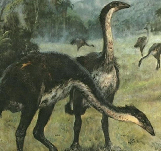 Las aves elefante eran nocturnas y posiblemente ciegas