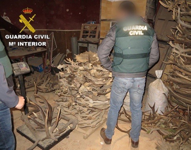 Siete detenidos de tres grupos dedicados a compra y suministro fraudulentos de astas de ciervo y gamo