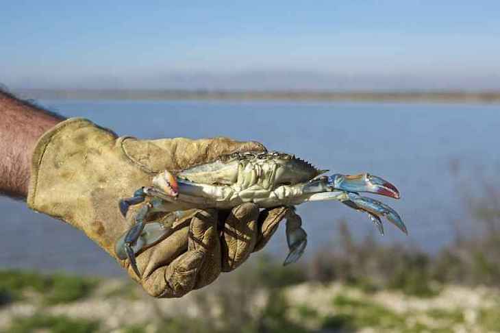 El cangrejo azul es una ‘plaga’ en los humedales de Almería