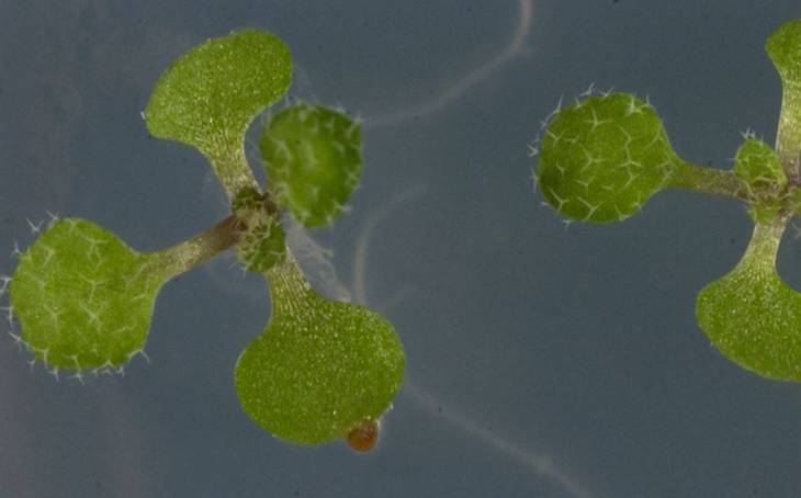 Identificado un nuevo mecanismo que regula la respuesta inmune en plantas