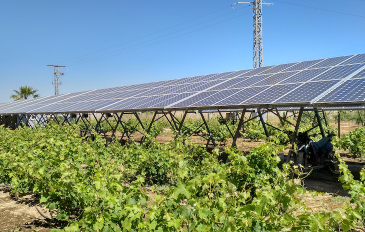 Endesa aplica la agrivoltaica en sus plantas renovables en Andalucía