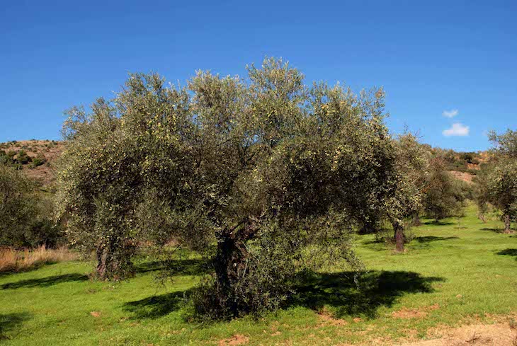 España pide a Europa flexibilidad de los nuevos ‘ecoesquemas’ de la PAC