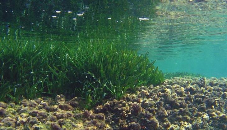 Medio Ambiente consensúa políticas de conservación de la posidonia con el ayuntamiento de Felanitx y Salvem Portocolom