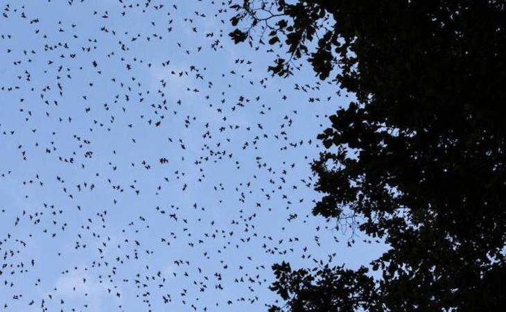 Logroño controla la población de estorninos