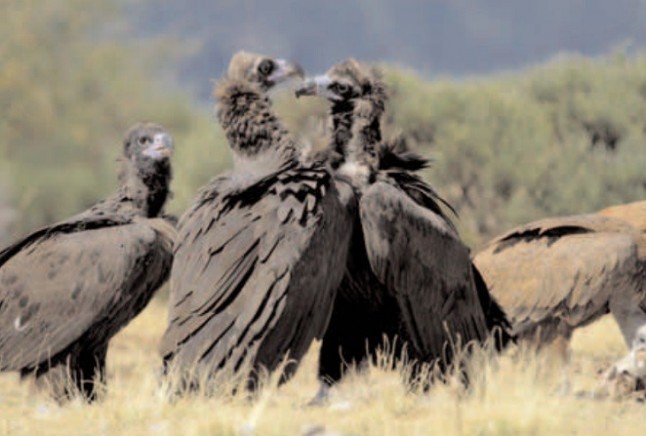 Se han reproducido 354 parejas de buitre negro en Andalucía
