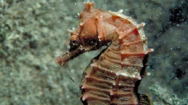 Un restaurante asiático de Cádiz por comercializaba especies protegidas