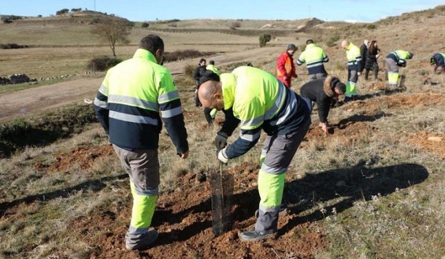 Fundación Aquae planta 8.000 árboles desde 2015 para recuperar la superficie arrasada por el fuego