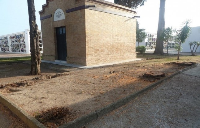 Sevilla. Tala injustificada de árboles centenarios en Tocina y Los Rosales