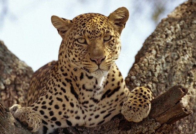 Sri Lanka implacable con las personas responsables de la muerte de un leopardo