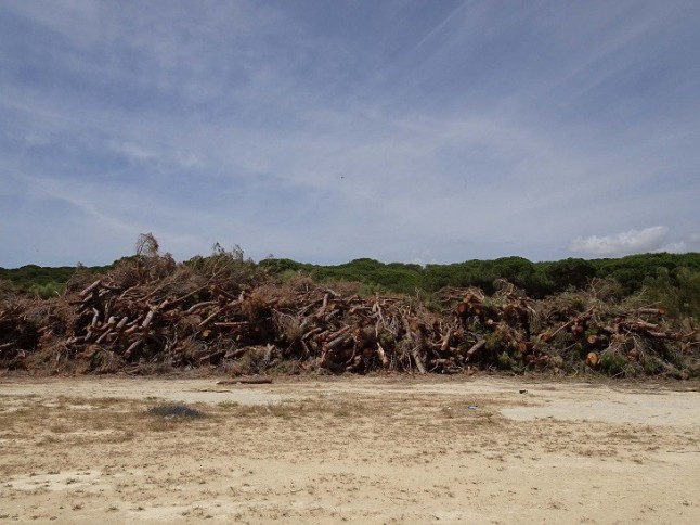 Arboricidio en Barbate