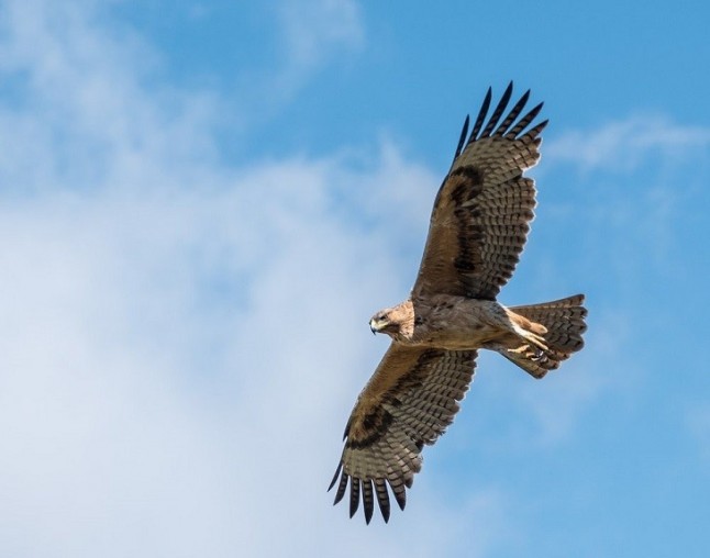 Navarra celebra el Día Europeo de la Red Natura 2000 con el pico dorsiblanco y el águila de bonelli como protagonistas