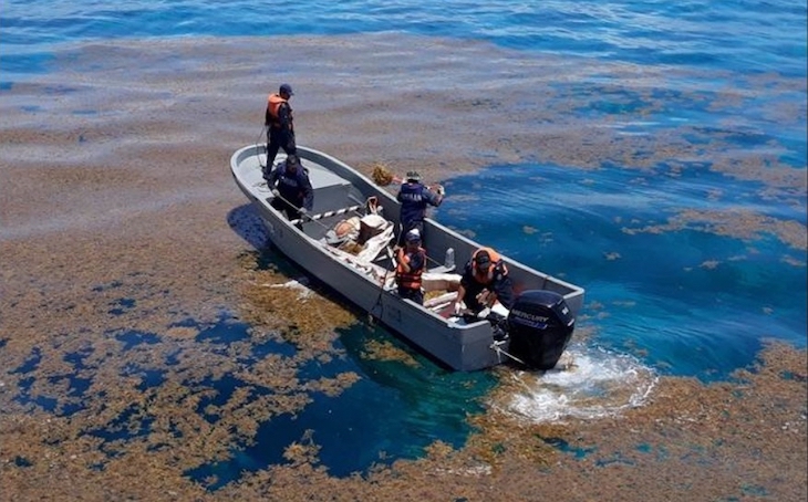 México reactiva coordinación para hacer frente al sargazo en Quintana Roo