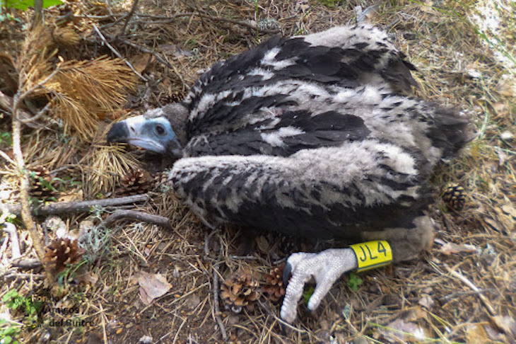Anillan un pollo de buitre negro en un nido en el Parque Nacional de Guadarrama