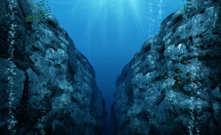 Grandes seres unicelulares hallados en el fondo del océano Pacífico