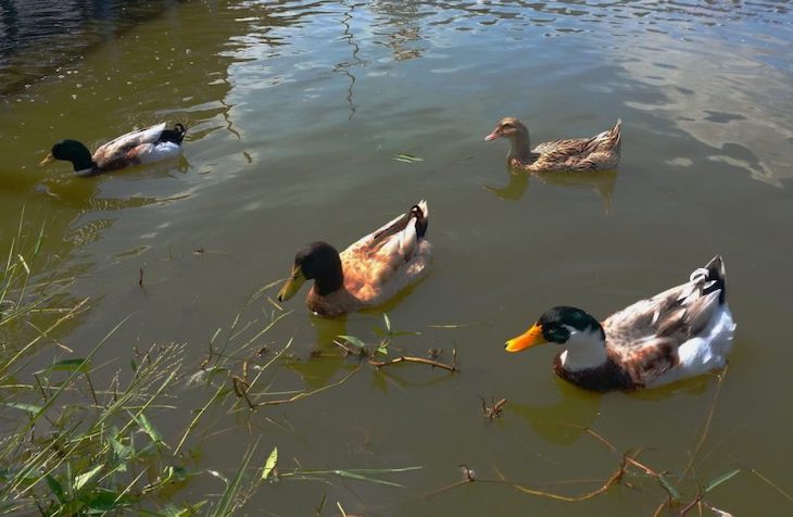 Las carpas se pueden dispersar a través de las heces de los patos