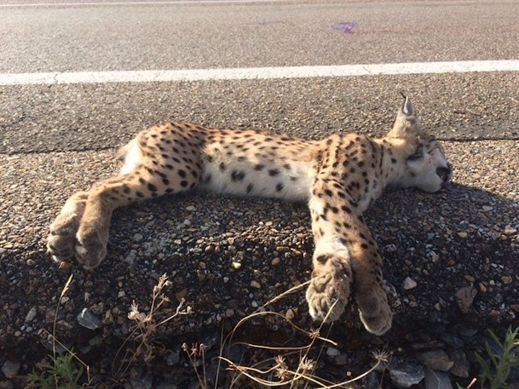 Reduciendo la probabilidad de atropello de fauna salvaje en la N-420 (Córdoba)