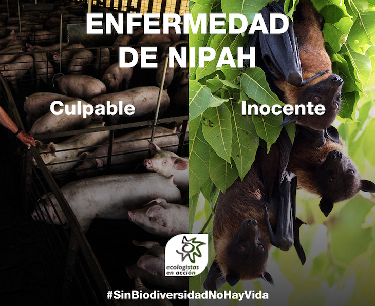 Es imprescindible comprender el estrecho vínculo existente entre la pérdida de biodiversidad y el aumento de enfermedades ‘letales’