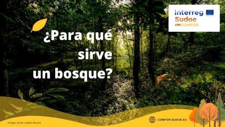 Bosque complejo: un aliado que debemos cuidar