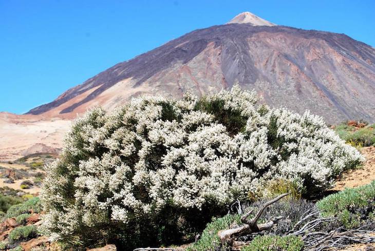Las enormes amenazas a la retama del Teide