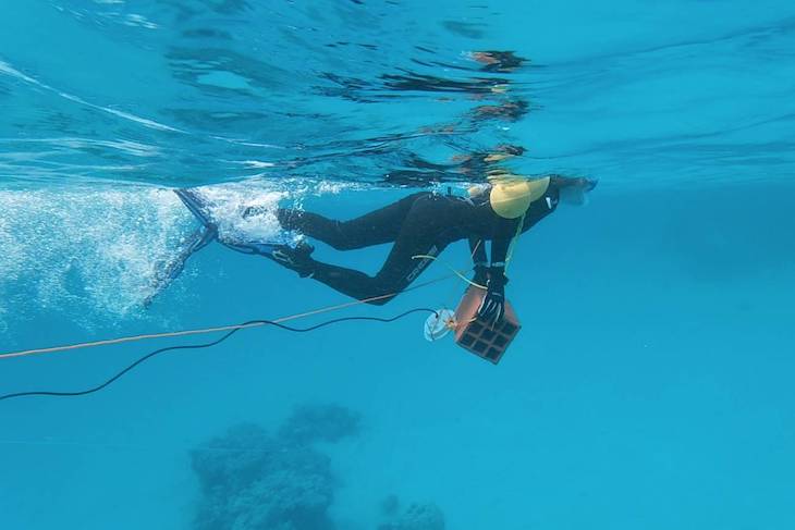 La contaminación acústica ‘pone patas arriba’ los océanos