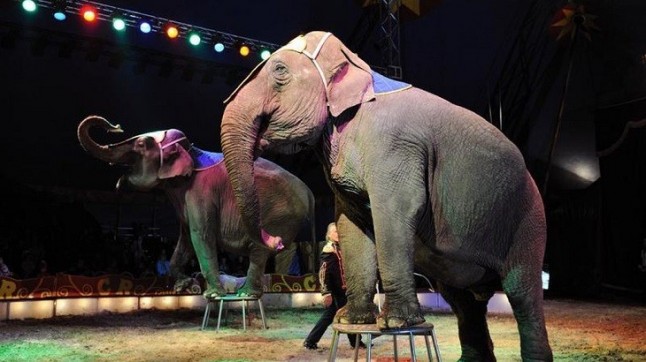 APDDA promoverá una ley estatal para prohibir los circos con animales