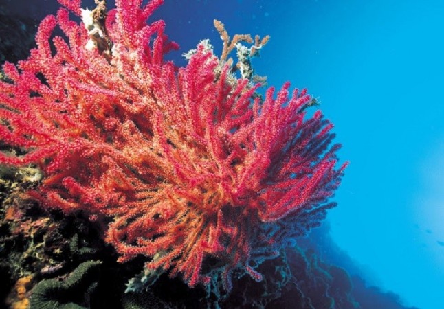 Se prohibirá durante 20 años la pesca de coral rojo del Mediterráneo en Cataluña