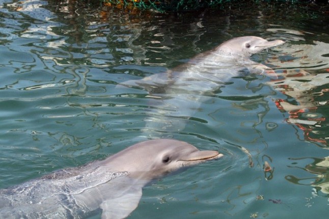 Los delfines hembras pueden experimentar placer sexual