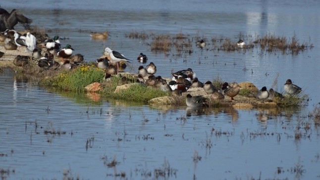 Polémica a cuenta del PORN de sAlbufera