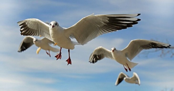 Las gaviotas pueden dispersar malas hierbas a grandes distancias y entre distintos hábitats