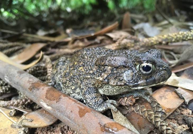 Naturaleza. Los sapos africanos se miniaturizan en casi un siglo en las islas de Mauricio y La Reunión