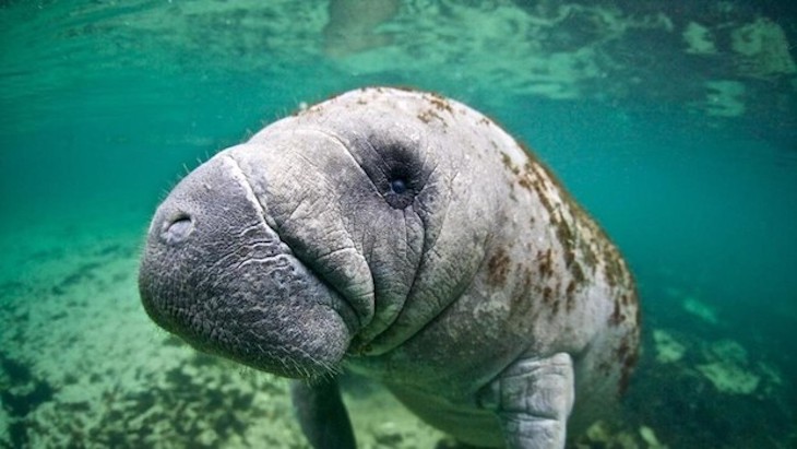 WWF alerta de que las poblaciones de fauna salvaje han disminuido una media del 68% en el último medio siglo