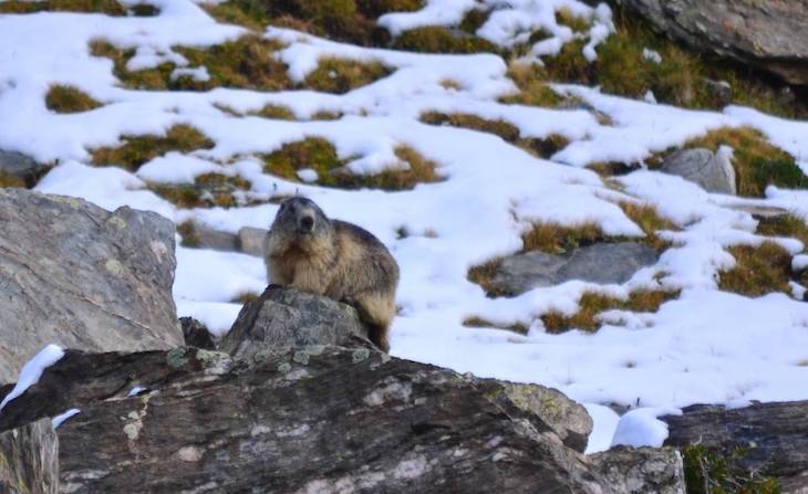 Los dialectos de las marmotas