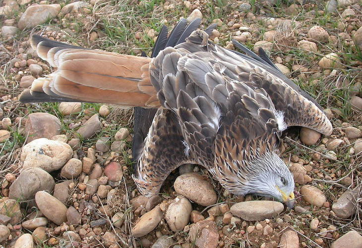 Envenenar a dos milanos y sus consecuencias