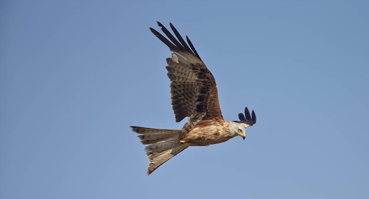 La ciudad de Madrid por fin alberga al milano real