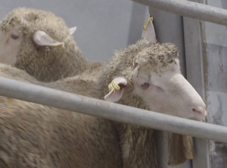 Demanda a cuenta de los corderos hacinados y en condiciones insalubres enviados a Arabia Saudí