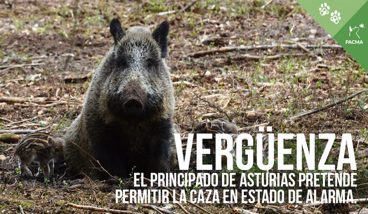 Asturias ‘da la nota’ y quiere permitir la caza durante el estado de alarma