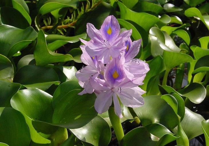 Salen a la luz las claves de la invasión de especies vegetales en Europa